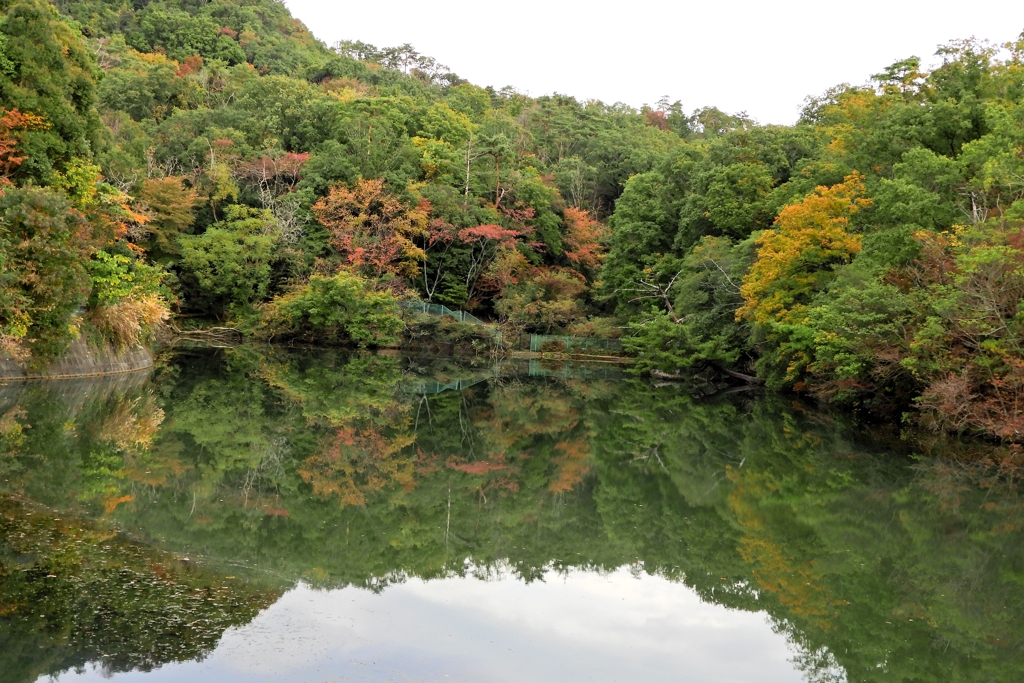 紅葉一週間早かったかな