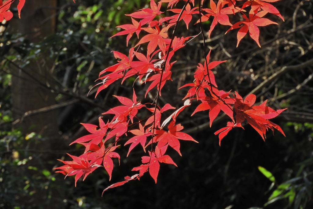紅葉