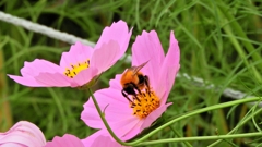 美味しい蜂蜜が？