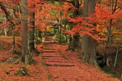 最後の紅葉へ龍穏寺にて