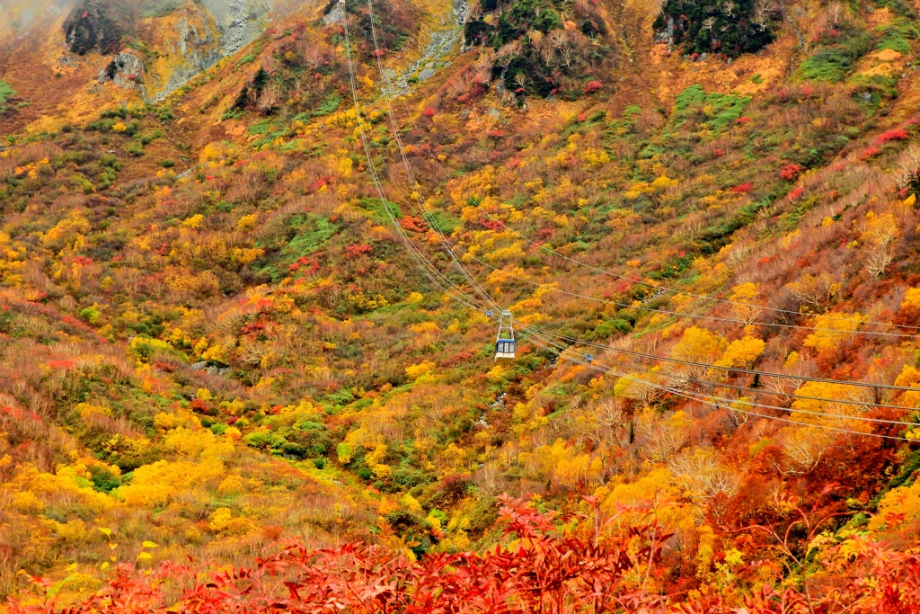 紅葉真っ盛り