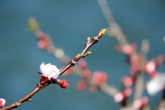 桜満開はもう少し