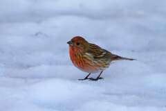 冬の日の思い出