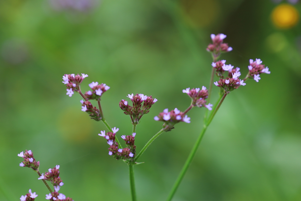 アレチハナガサ