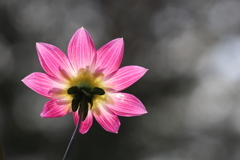 Backside of the flower