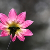 Backside of the flower