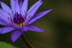 カーテンコール