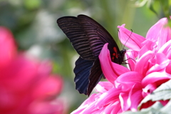 Black ＆ Pink