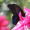 Black ＆ Pink