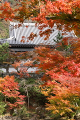 円覚寺紅葉２