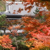 円覚寺紅葉２