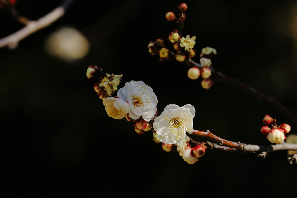 早咲きの白梅