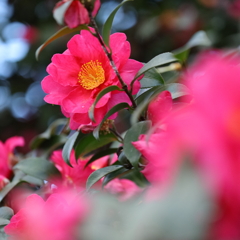 垣根の垣根の曲がりかど…