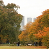 都市公園の秋