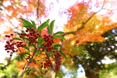 鎌倉紅葉３