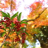 鎌倉紅葉３