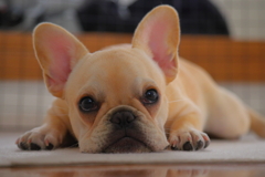 プルプル～少し大人びて…