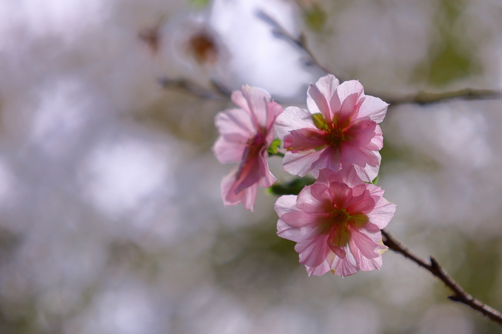 十月桜2