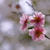 十月桜2