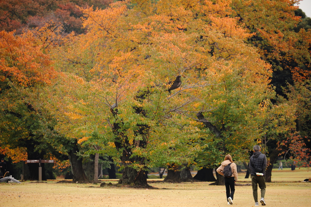 都市公園の秋３