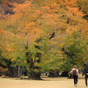 都市公園の秋３