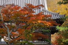 円覚寺紅葉１