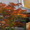 円覚寺紅葉１