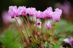 原種シクラメン２