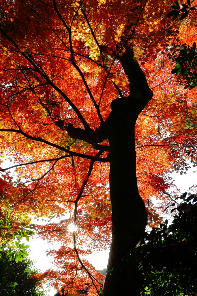 紅葉を見上げる巨人