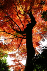 紅葉を見上げる巨人