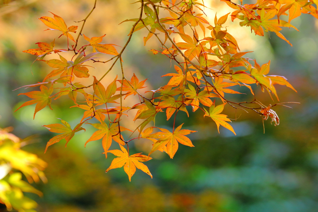 秋来たりなば冬遠からじ…