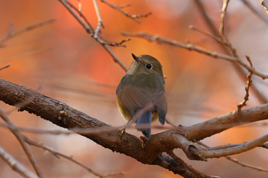 悩殺ポーズ炸裂！