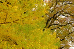 都市公園の秋２