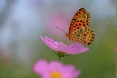 コスモスとツマグロヒョウモン