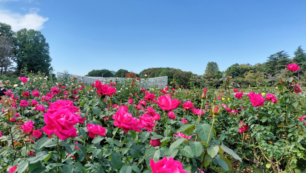 薔薇と青空と