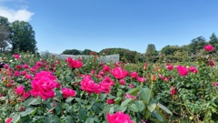 薔薇と青空と