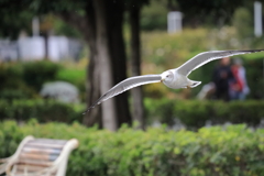 ウミネコ