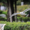 ウミネコ