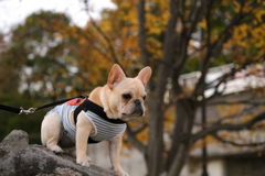 紅葉とワンコ２