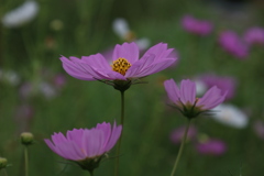 秋桜