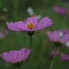 秋桜