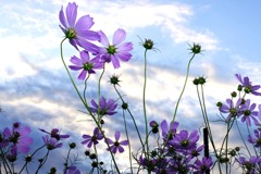 自由な秋の妖精たち