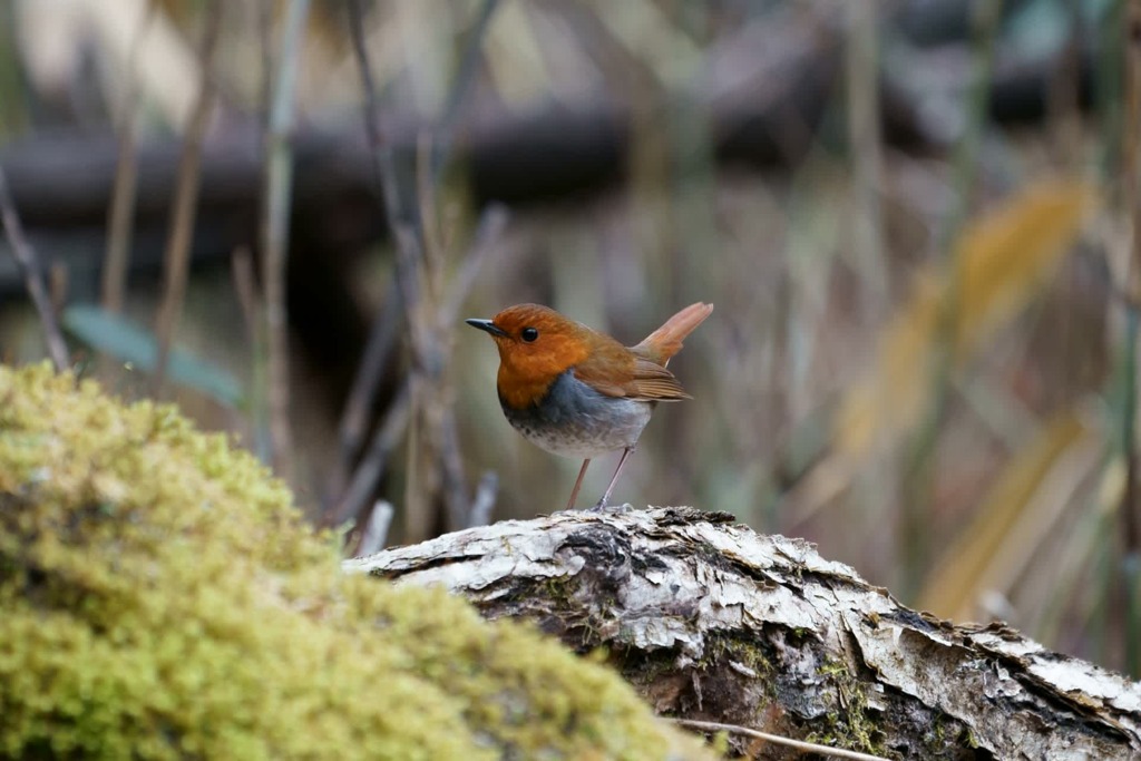 Japanese Robin