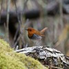 Japanese Robin