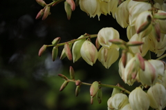 アツバキミガヨラン