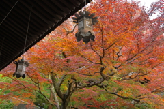 長谷寺 紅葉2