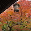 長谷寺　紅葉２