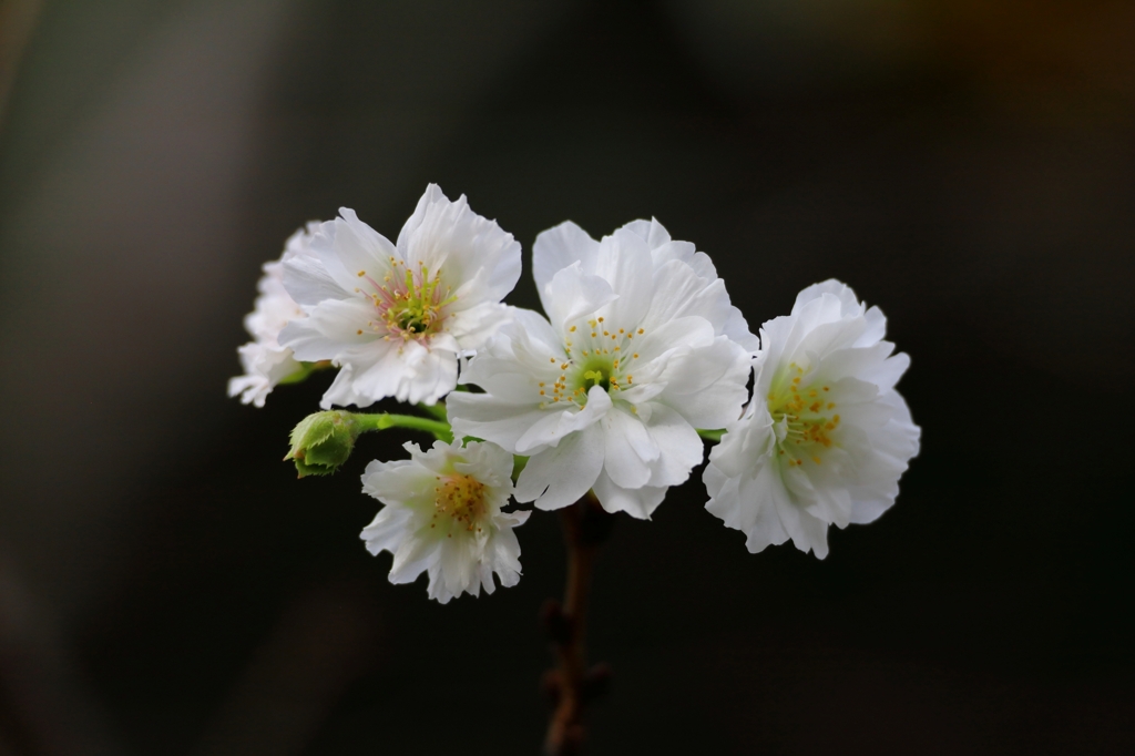 小福桜
