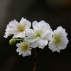 小福桜