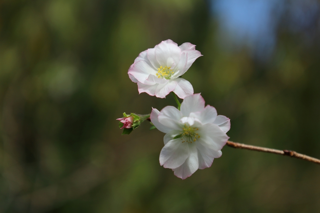 十月桜